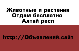 Животные и растения Отдам бесплатно. Алтай респ.